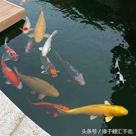 養魚 水質